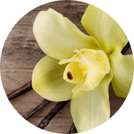 Grano de vainilla y flor ilustrando aceites perfumados - J&J Consumer Health
